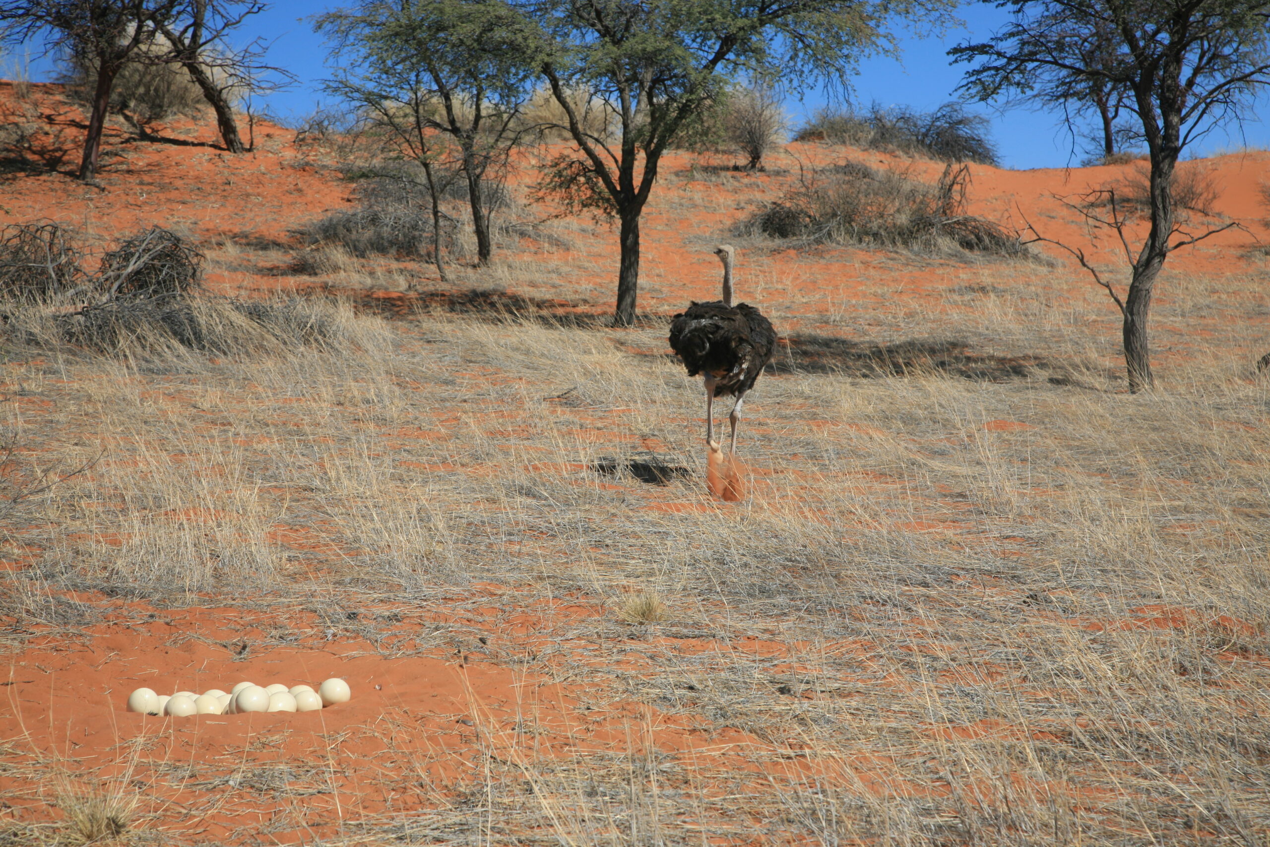 Dunes rouges du Kalahari et acacias, Namibie - Nirvatravel
