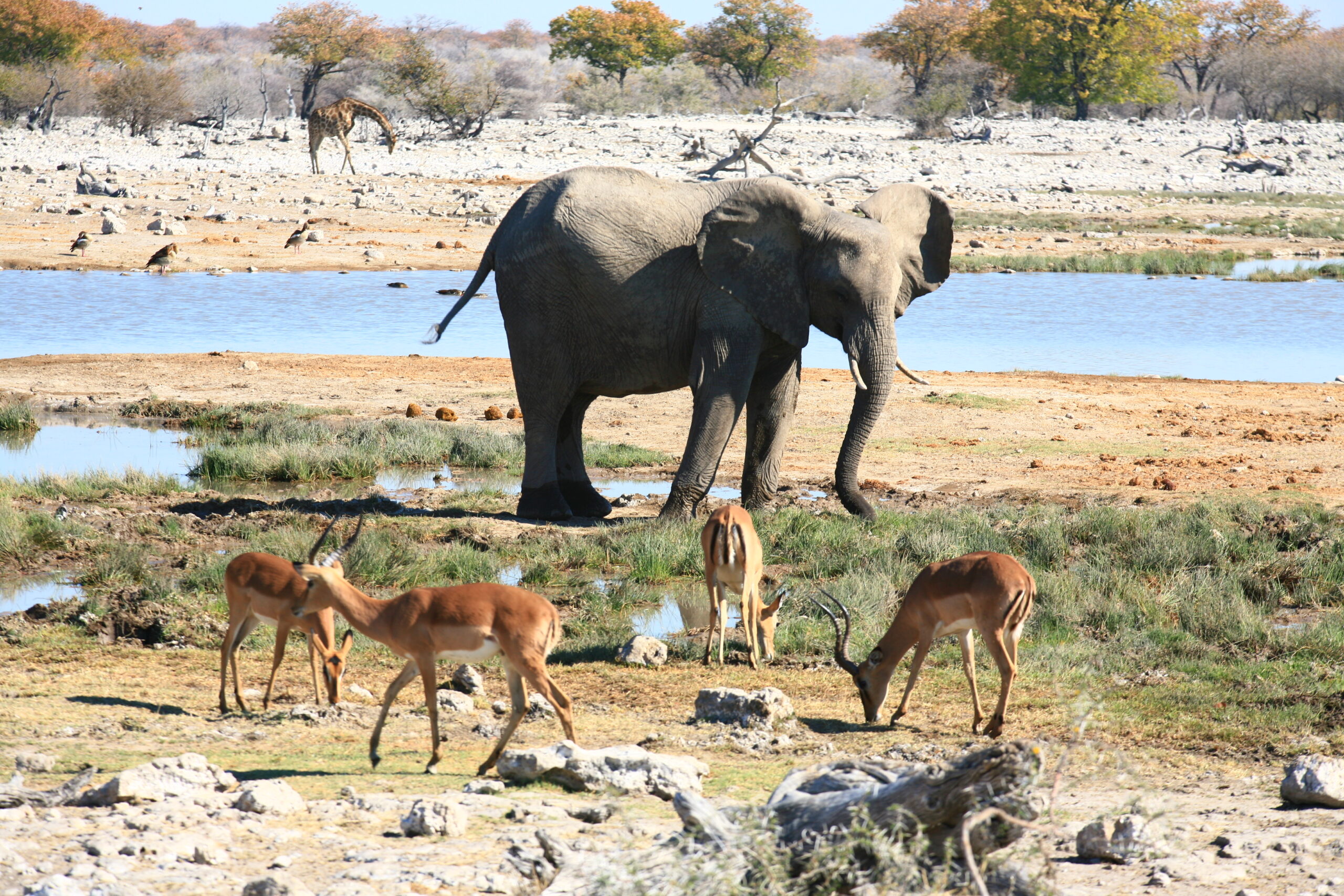 Éléphants au point d'eau dans le parc national d'Etosha, Namibie - Nirvatravel