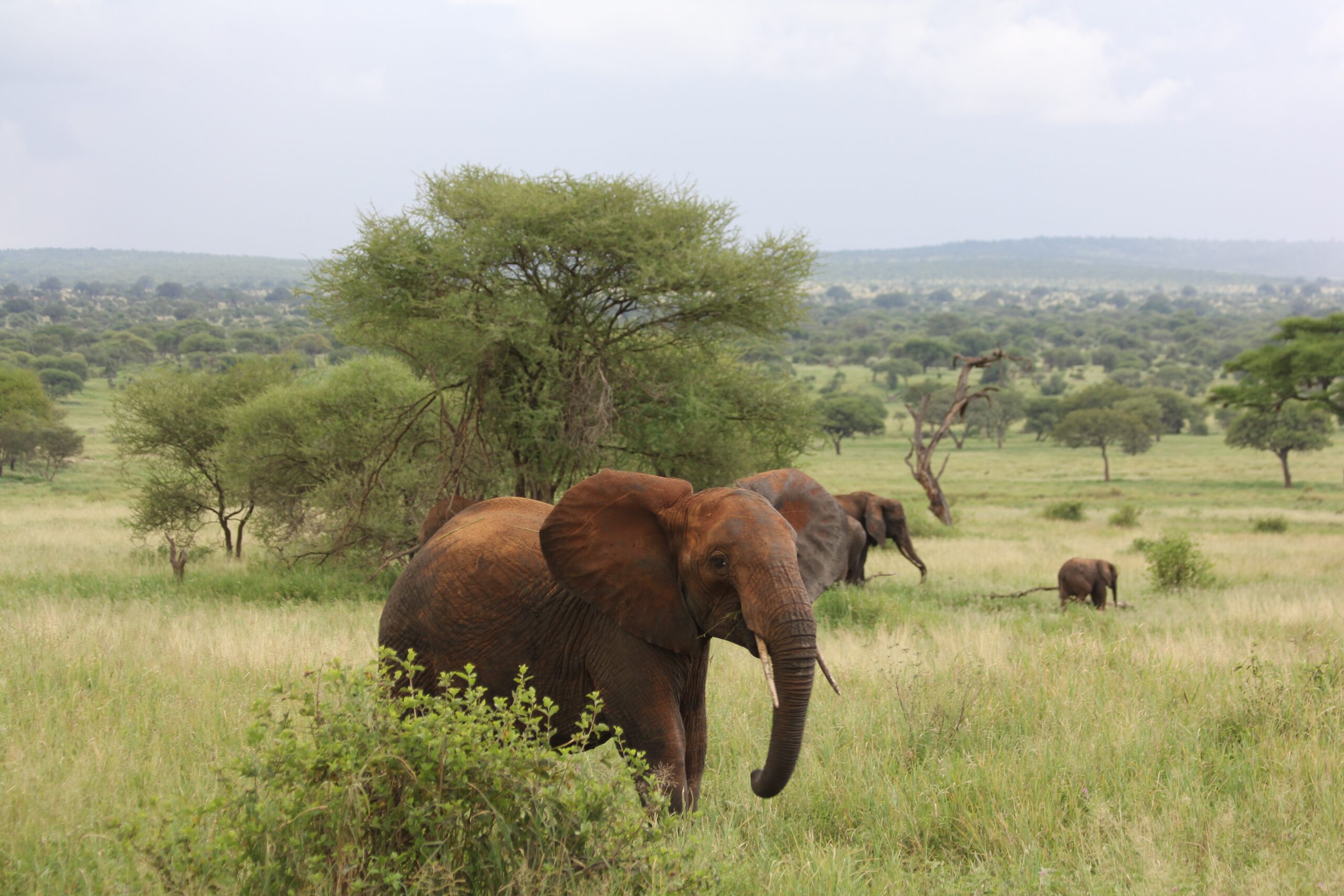 Éléphants et baobabs dans le parc du Tarangire, Tanzanie - Nirvatravel