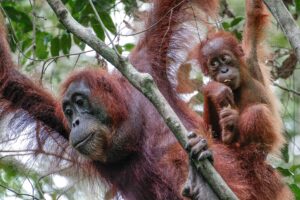 Orangs outans de Sumatra en Indonesie