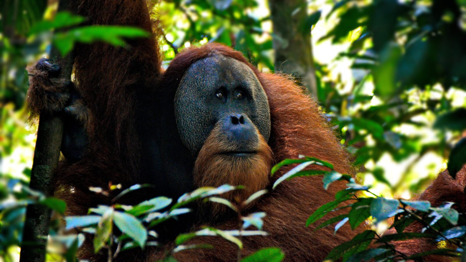 Sumatra, Yogyakarta et Bali
