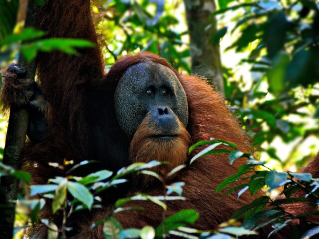 Sumatra, Yogyakarta et Bali