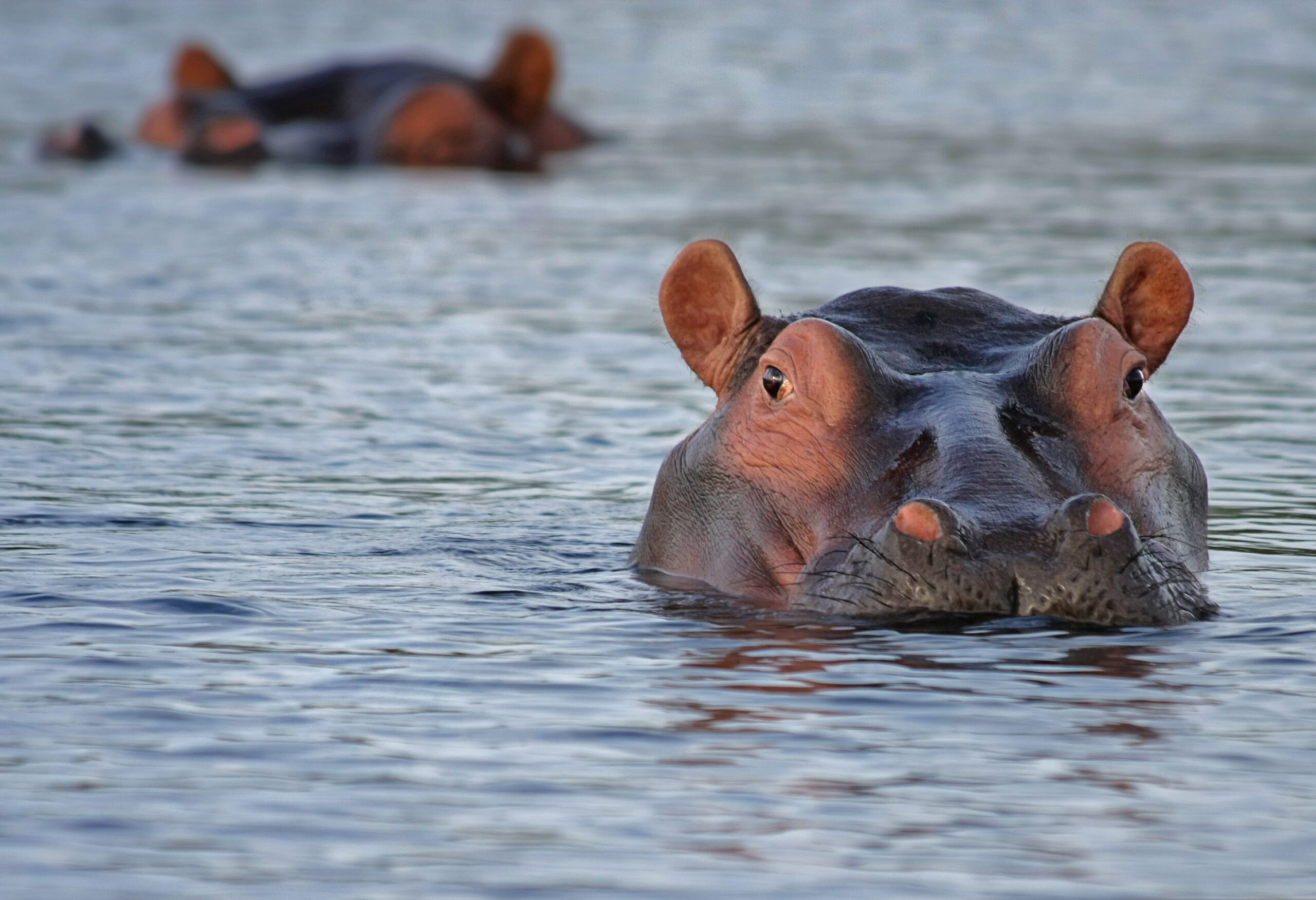 Fleuve Gambie dans le parc national du Niokolo-Koba, Sénégal - Nirvatravel