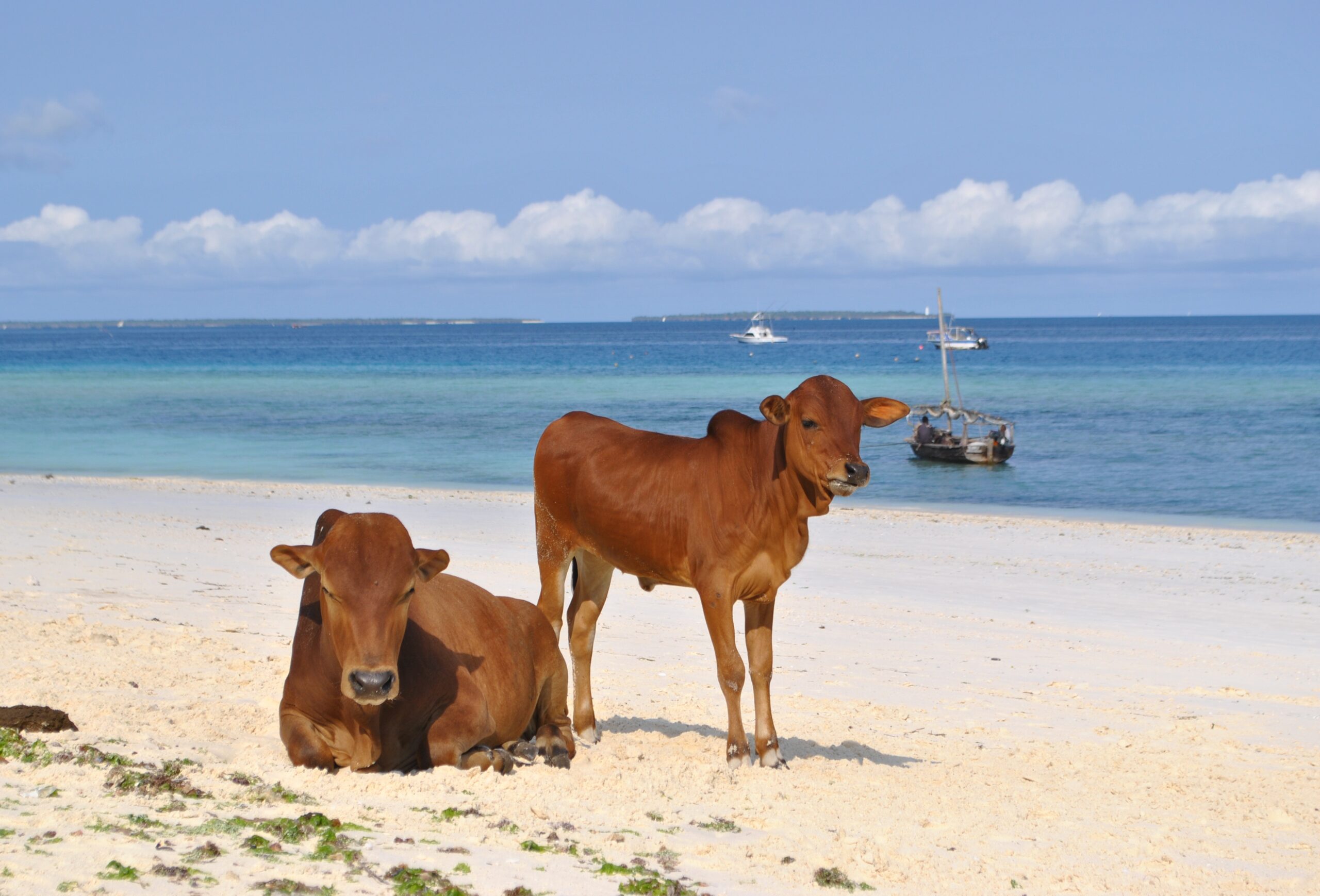 Plage de sable blanc et boutres à Zanzibar, Tanzanie - Nirvatravel