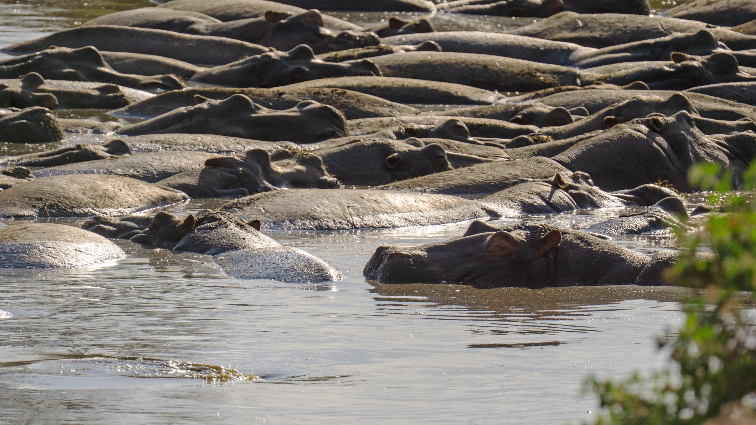 Safari en bateau sur la rivière Rufiji dans le parc de Nyerere, Tanzanie - Nirvatravel