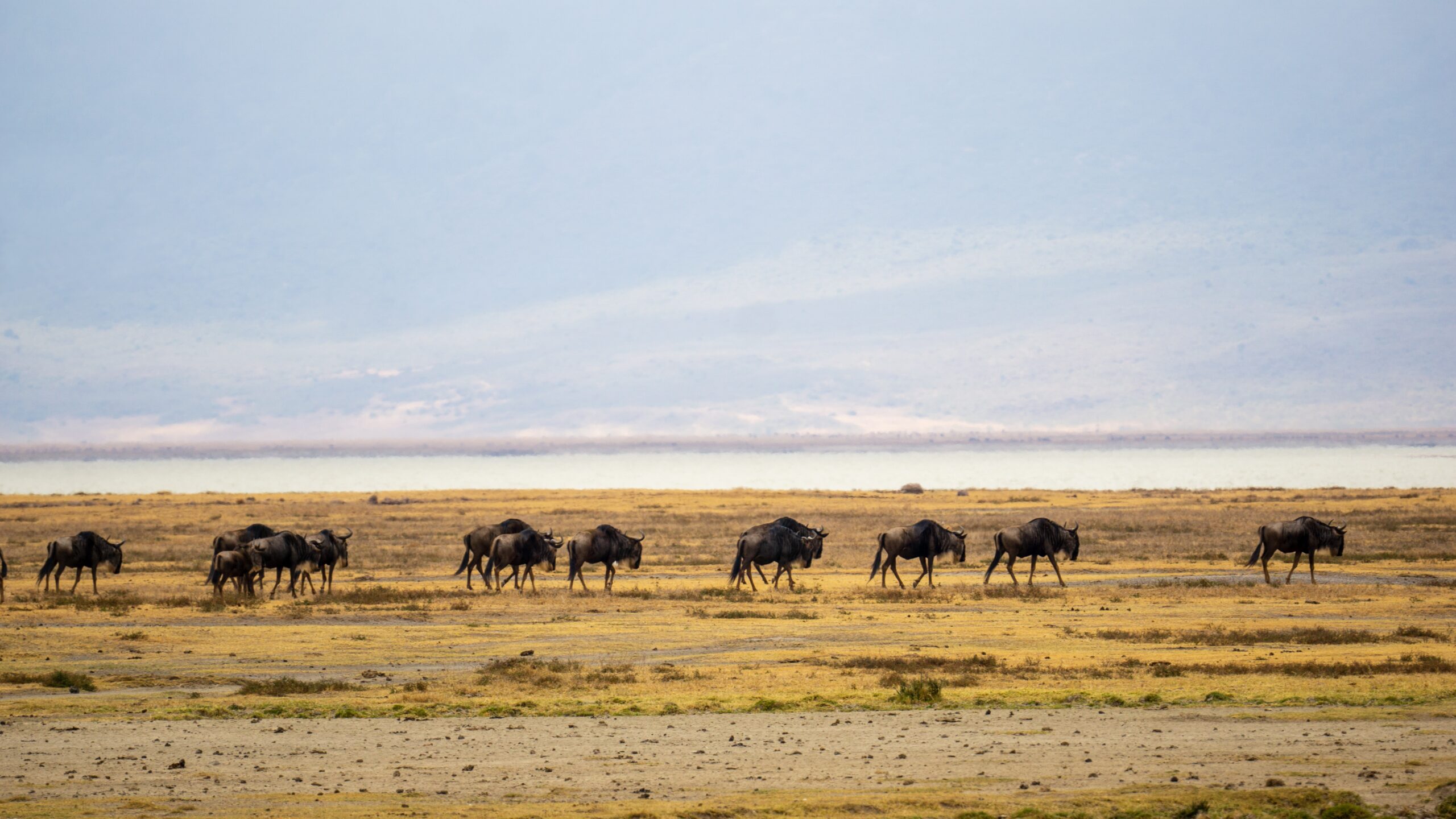 Troupeaux de gnous dans les plaines du Serengeti, Tanzanie - Nirvatravel