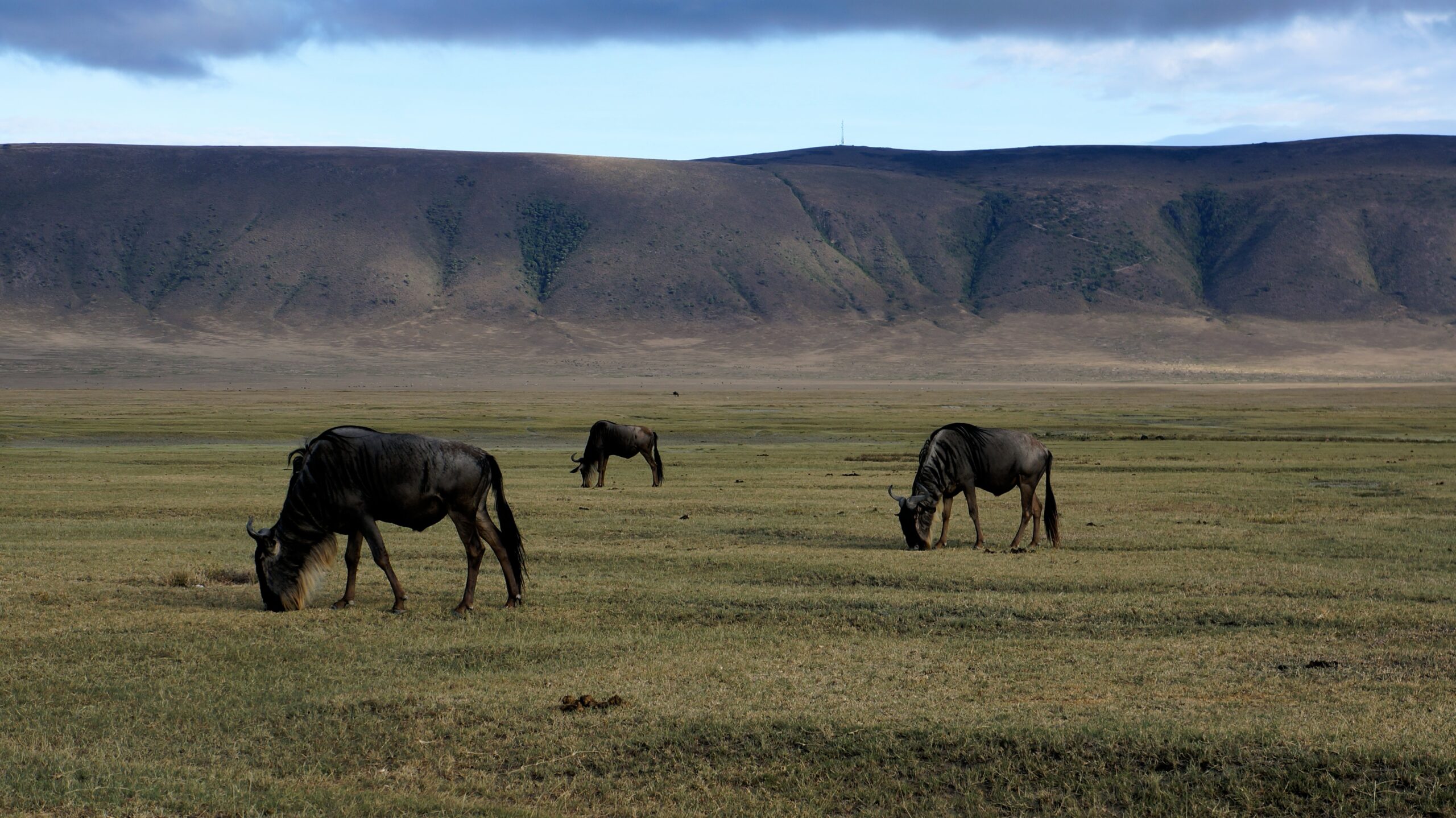 Vue sur le cratère du Ngorongoro, Tanzanie - Nirvatravel